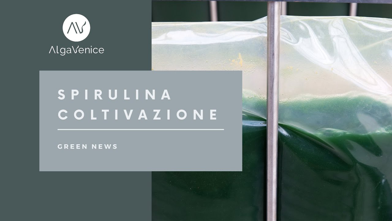 Alga spirulina coltivazione - Tele Chiara