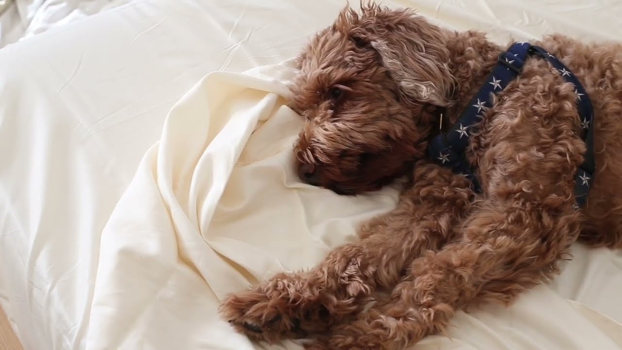 Best Organic Sheets & Bedding