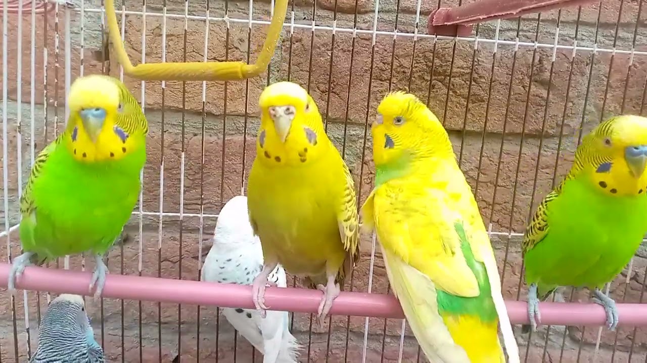 Australian beautiful bird's sounds 