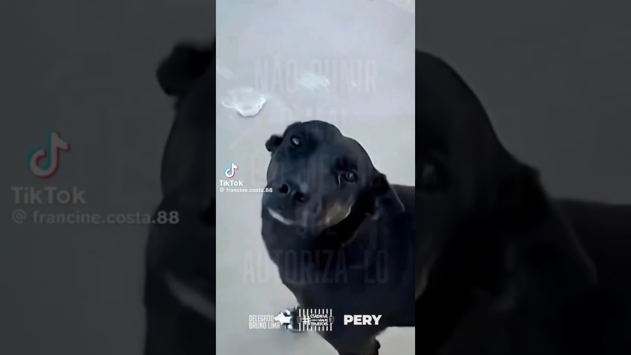 A LUTA CONTINUA JUSTI&Ccedil;A POR ORELHA E POR TODOS ANIMAIS #cachorro #pets #orelha #justi&ccedil;apeloorelha