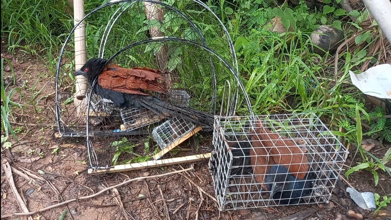 Bẫy Kẹp Chim Bìm Bịp Đời Mới Đơn Giản Hiệu Quả Minh Ngọc 07 86 952072