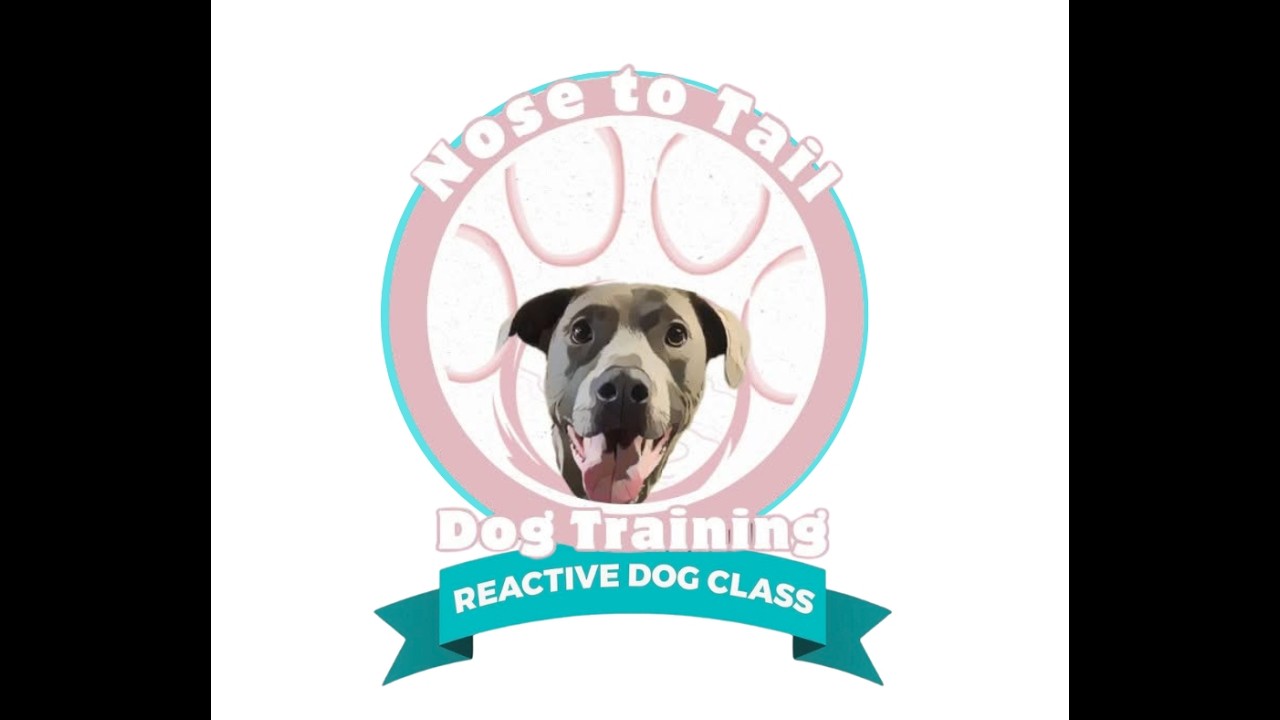 Reactive Dog Class Live