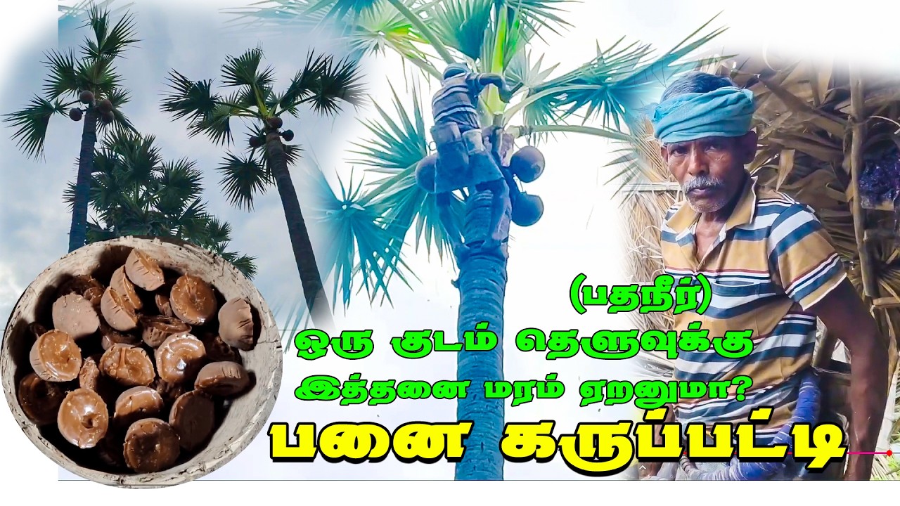 சுத்தமான பனை கருப்பட்டி தயாரிக்க எவ்வளவு சிரமம் 😥 #panaikaruppatti #panaimaram 