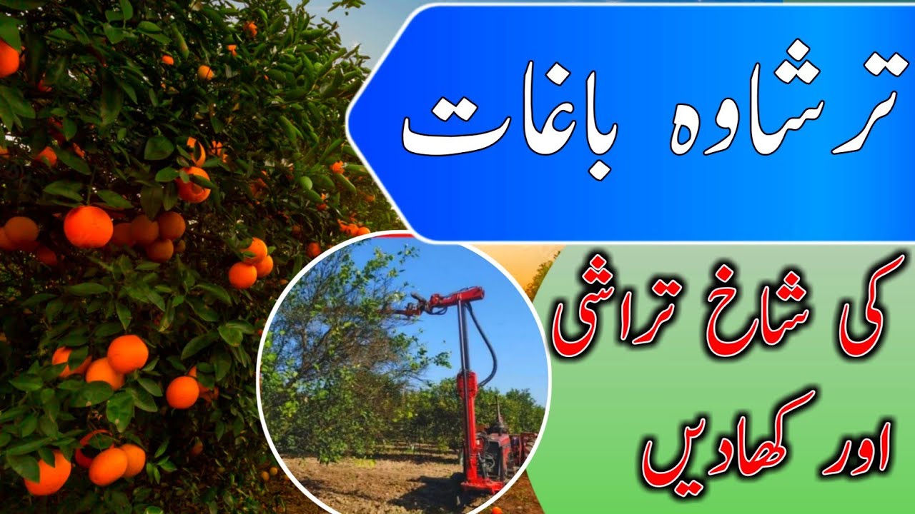 Citrus Fertilizers | Citrus Fertilizer plan |  Use of nitrofos in gardens |Citrus pruning| NP | SOP