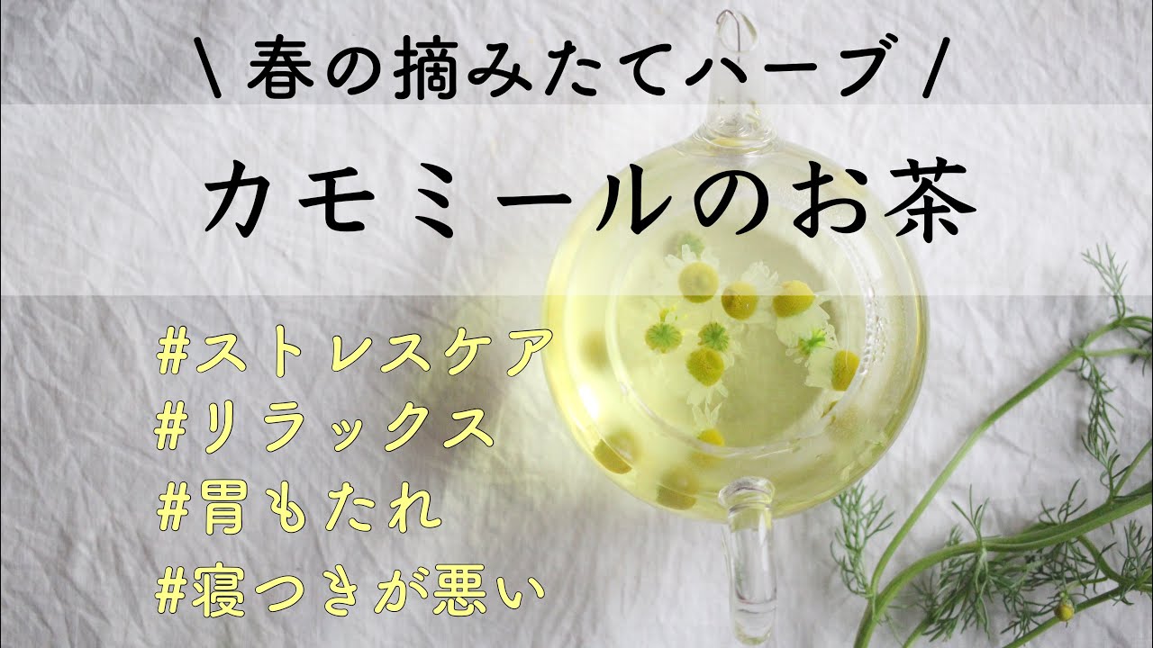 【フレッシュで飲もう♩】生のカモミールティーの淹れ方 / ジャーマンカモミールティーの作り方