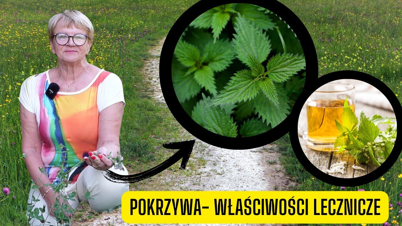 Pokrzywa &ndash; niezwykłe właściwości lecznicze (Jedna z najlepszych roślin zielarskich)