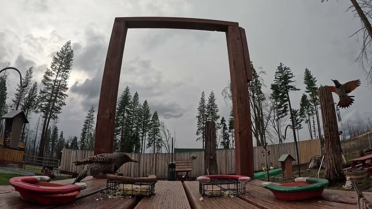 4K Feeder Cam - Sierra Nevada Foothills (Steller’s Jays, Squirrels Juncos, Woodpeckers)