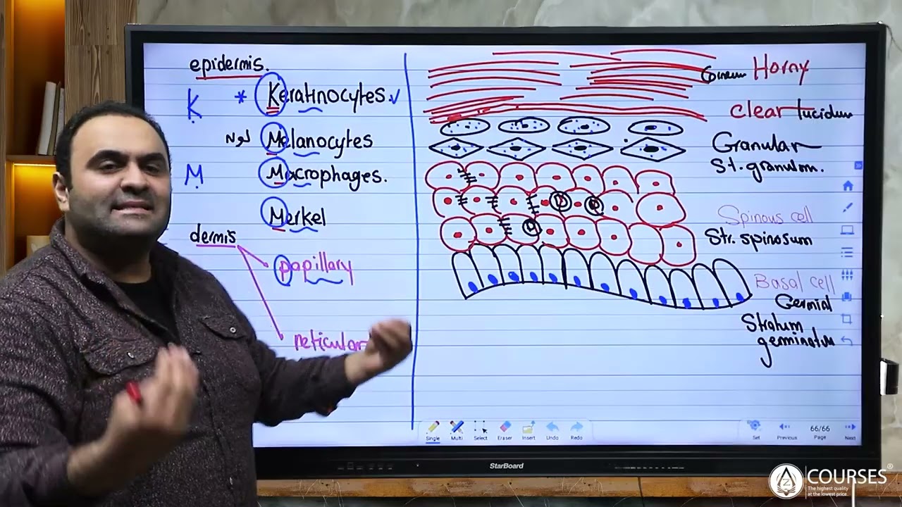 MNU Histology Final Revision Skin