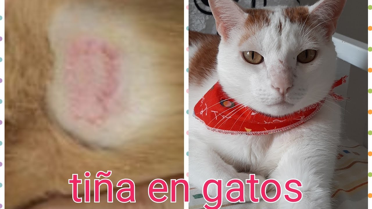¿Cómo curar la tiña en Gatos 🐱? Remedio casero # hongos 