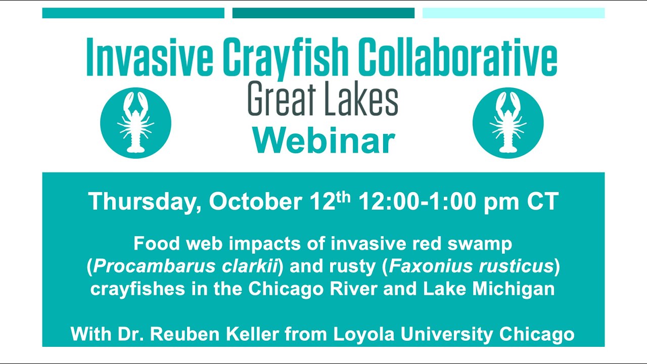 Food Web Impacts of Invasive Red Swamp and Rusty Crayfishes in the Chicago River and Lake Michigan