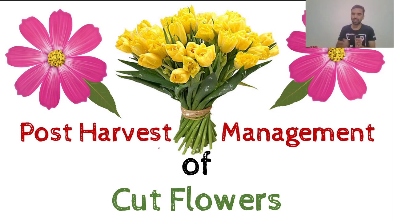 Post Harvest Management of Cut Flowers/तुड़ाई के बाद फूलो का प्रबंधन