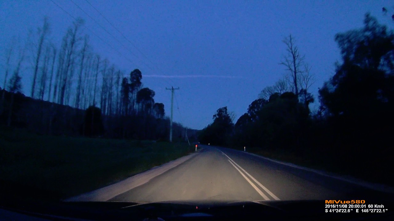 2016-11-08 Kangaroo hit by a car