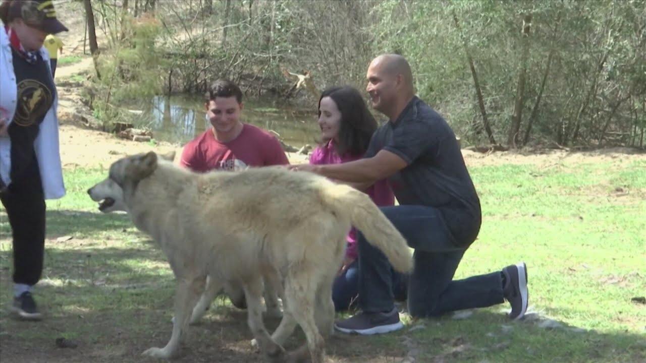 Supporters rally to save Seacrest Wolf Preserve from eviction