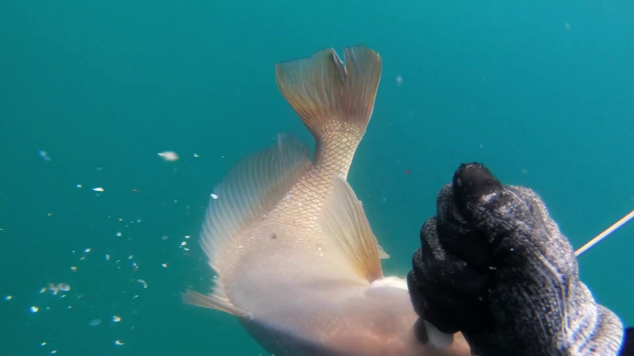 2018 Spearfishing the shipwreck Salvor in Lake Michigan