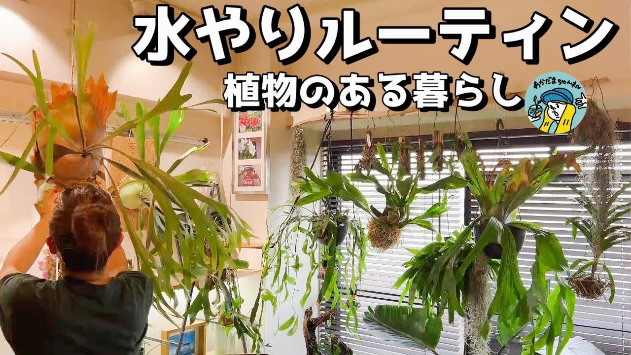 観葉植物のある暮らし（晴れた日の水やりルーティン、t着生ランやビカクシダなど植物の紹介と共に）