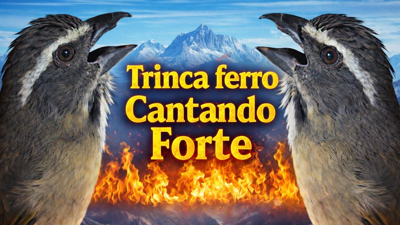 FAZ CANTAR TRINCA FERRO CANTANDO FORTE ESQUENTAR TRINCA FERRO