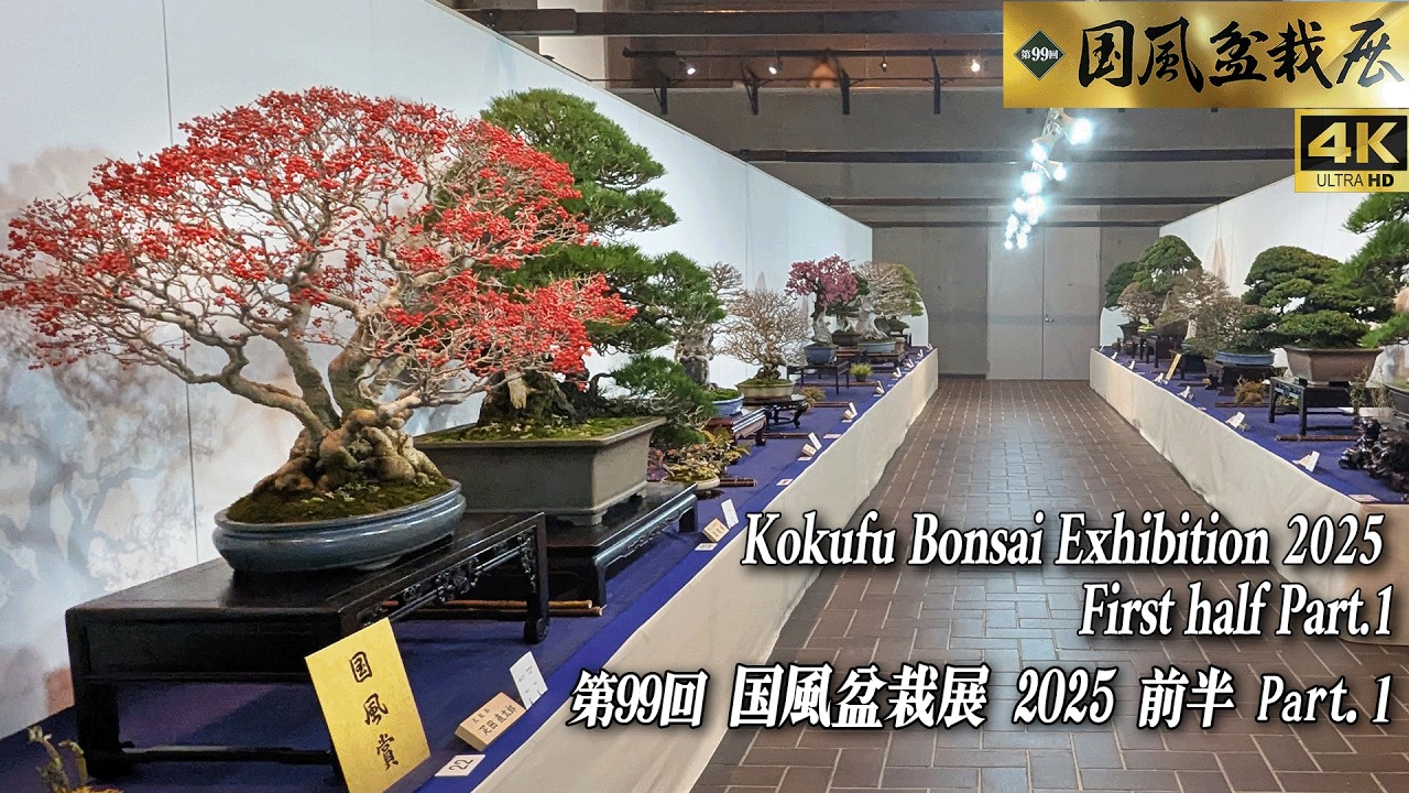 99th Kokufu Bonsai Exhibition 2025 First half Part.1 ~国風盆栽展 2025 前半 ~ [4K UHD]