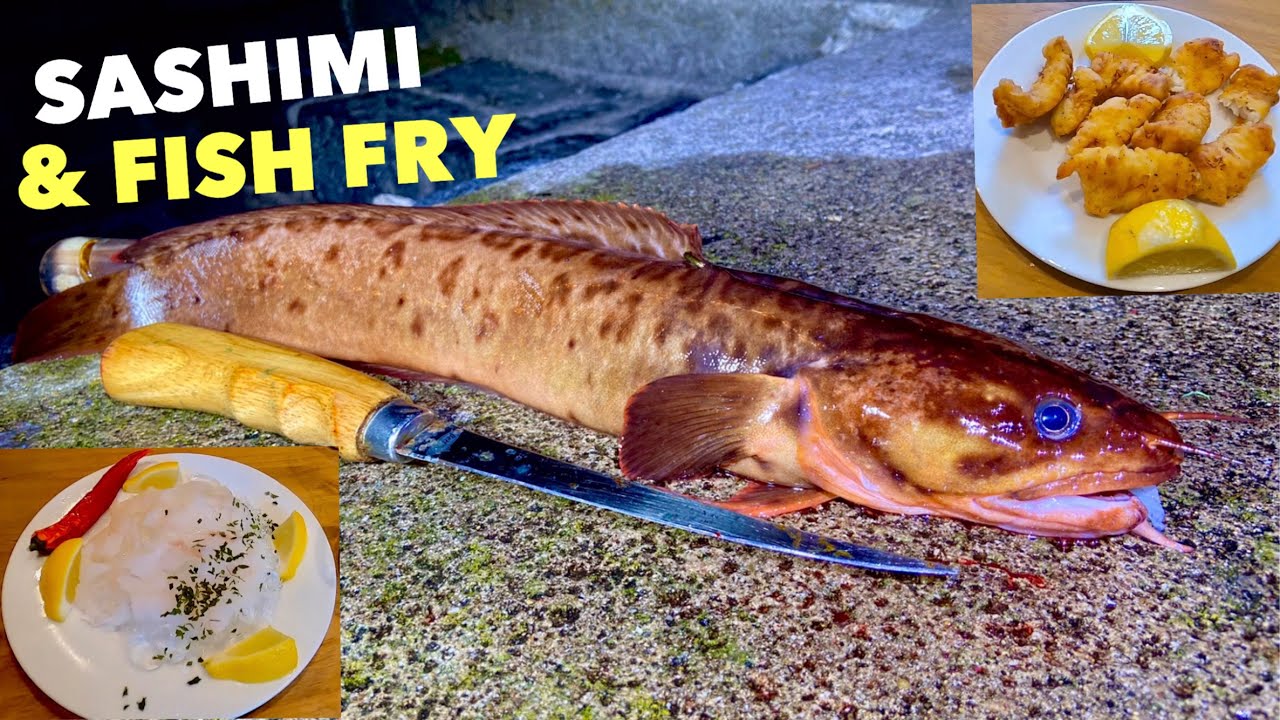 Rockling - SASHIMI & Fish Fry , Catch Clean Cook