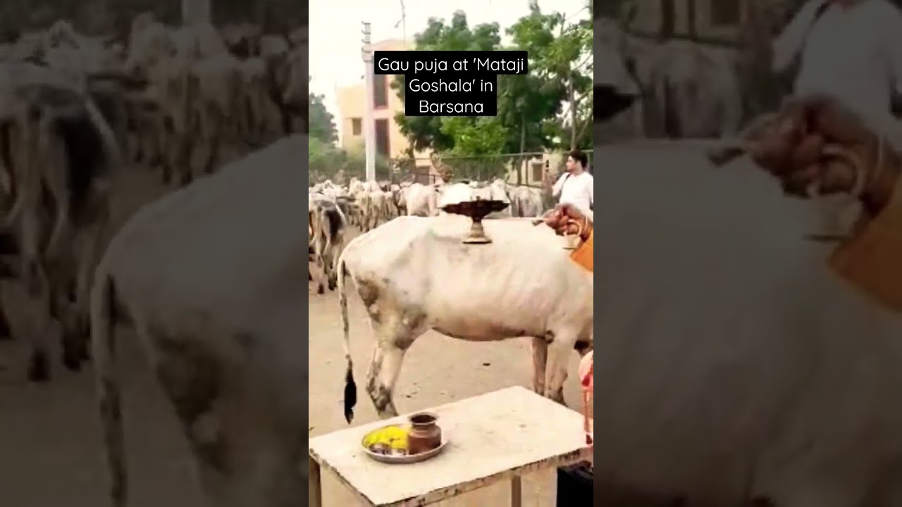 Mataji Goshala @Barsana