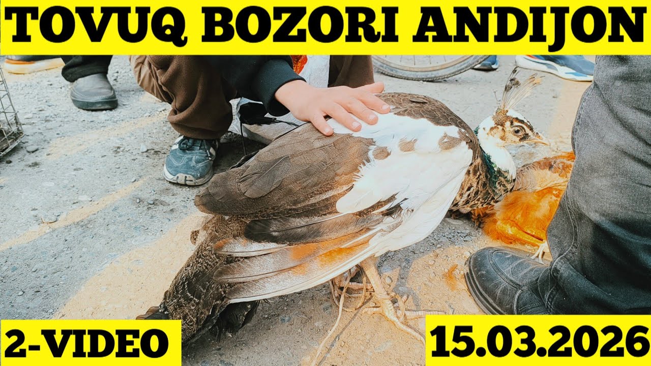 TOVUQ BOZORI ANDIJON 2-VIDEO 15.03.2026
