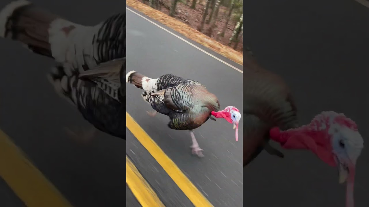 This turkey can run!