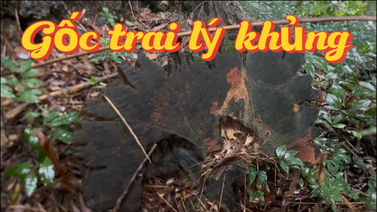 Lên rừng tìm gỗ lũa phát hiện GỐC TRAI LÝ KHỦNG | NÚI RỪNG TÂY BẮC #viralvideo #nature 