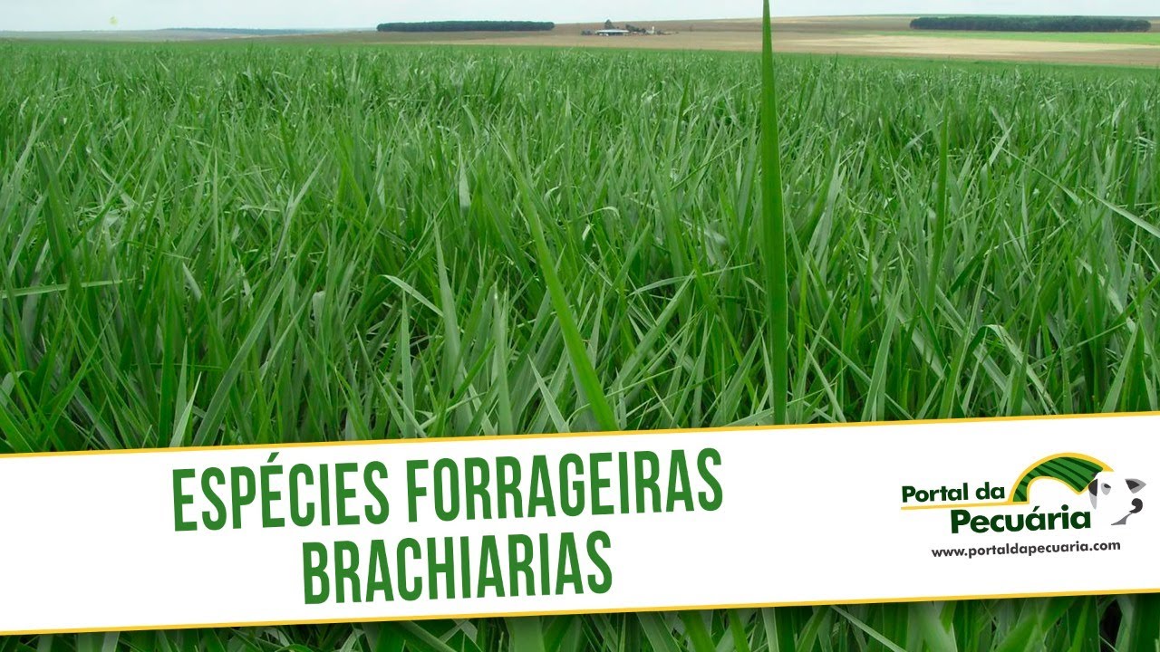 Especies forrageiras Brachiarias