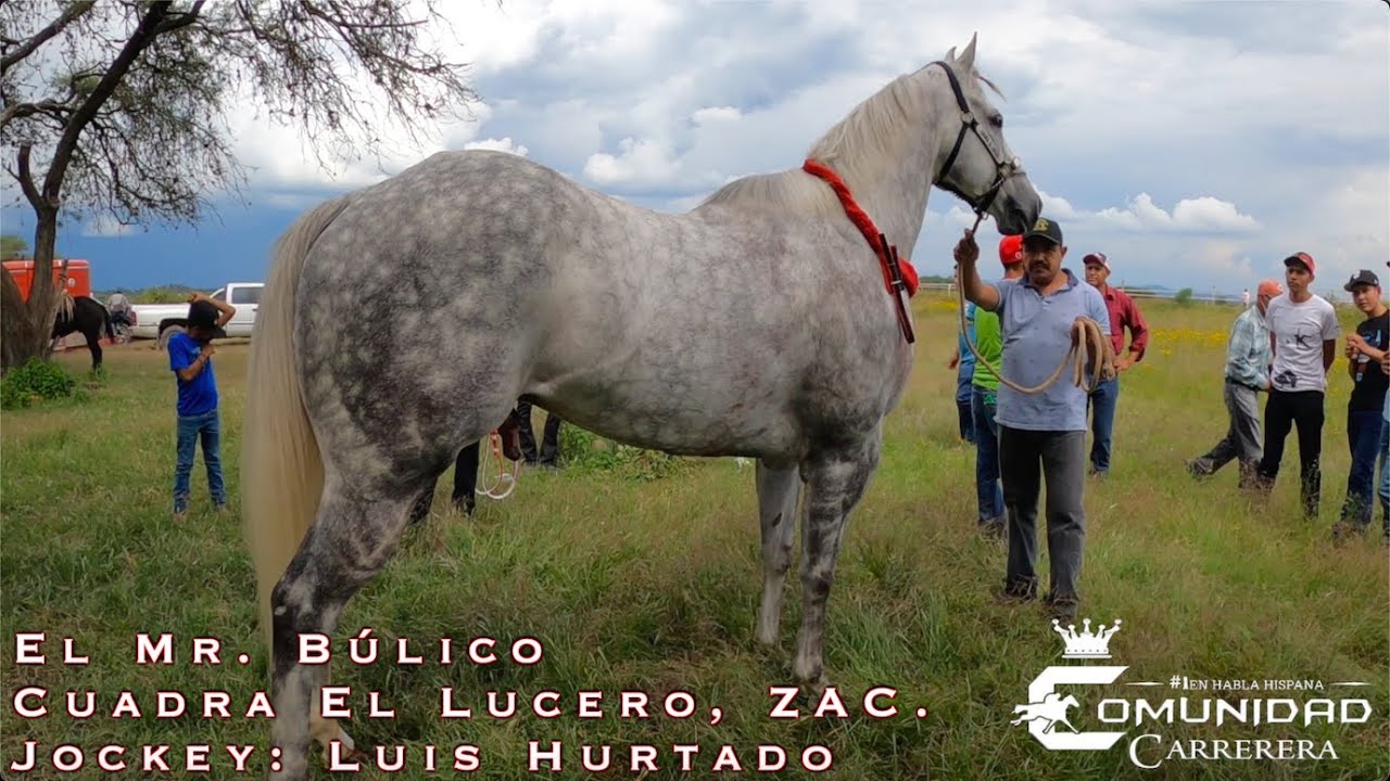 Mr. Búlico Vs. Cheyenne. Carril San Angel, JAL.