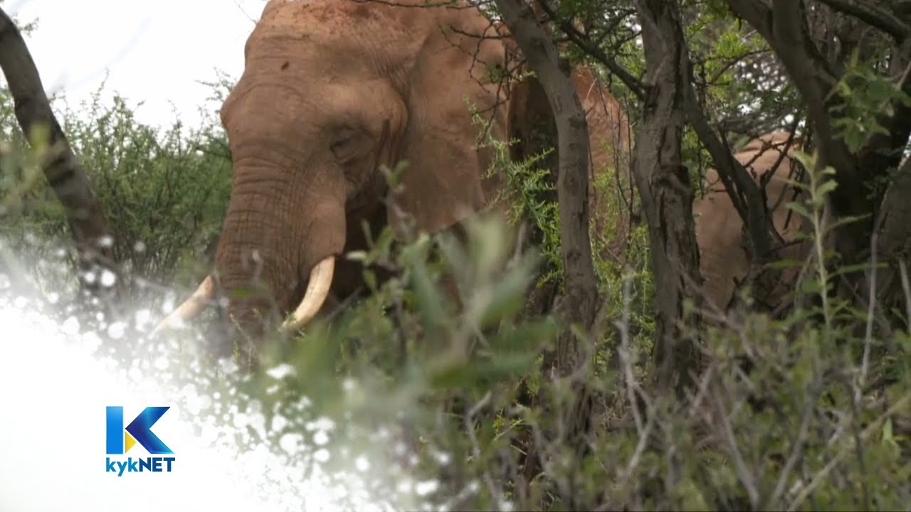 Die olifant-baas – Groen: Namibië  | kykNET