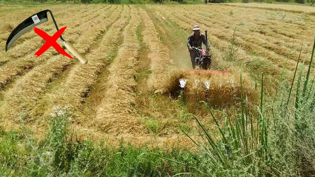 Mini Tractor & Reaper in Action | Fast Wheat Harvesting