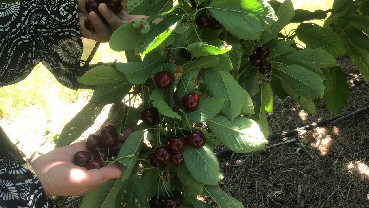 Come to HUGE cherry fruit picking 🍒