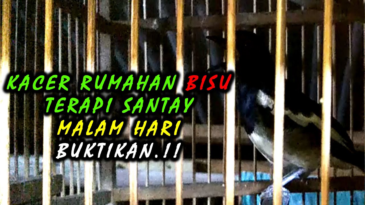 Terapi santay buat burung kacer rumahan bisu malas bunyi malam hari biar gacor pagi siang malam