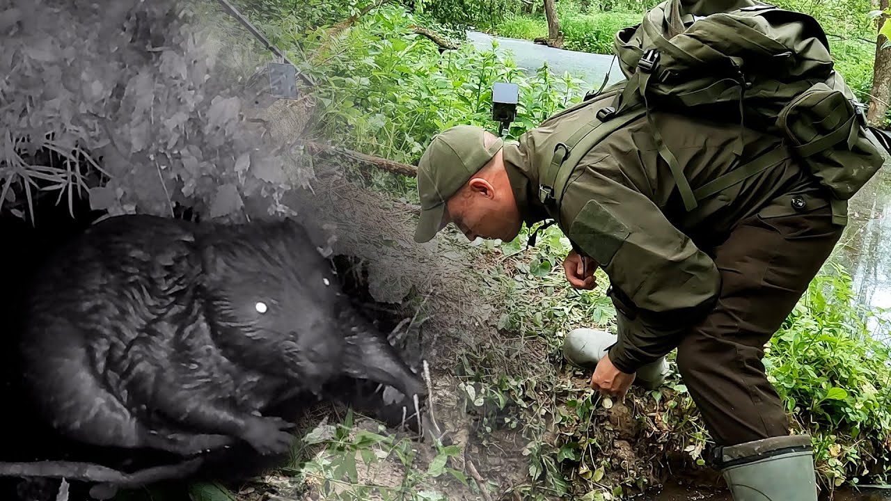 Бобр дуреет с этой приманки. Тихая охота на огромного речного бобра. В гостях у короля грызунов.