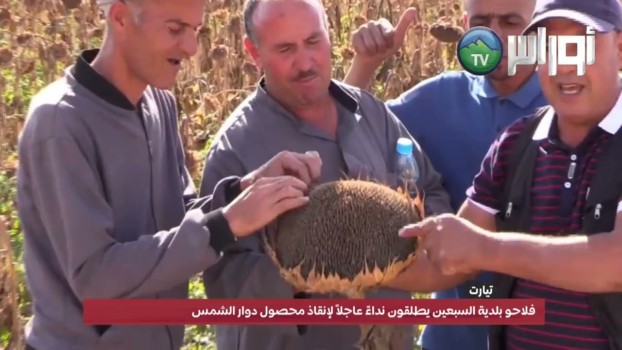 #تيارت🔴 فلاحو بلدية السبعين يطلقون نداءً عاجلاً لإنقاذ محصول دوار الشمس
