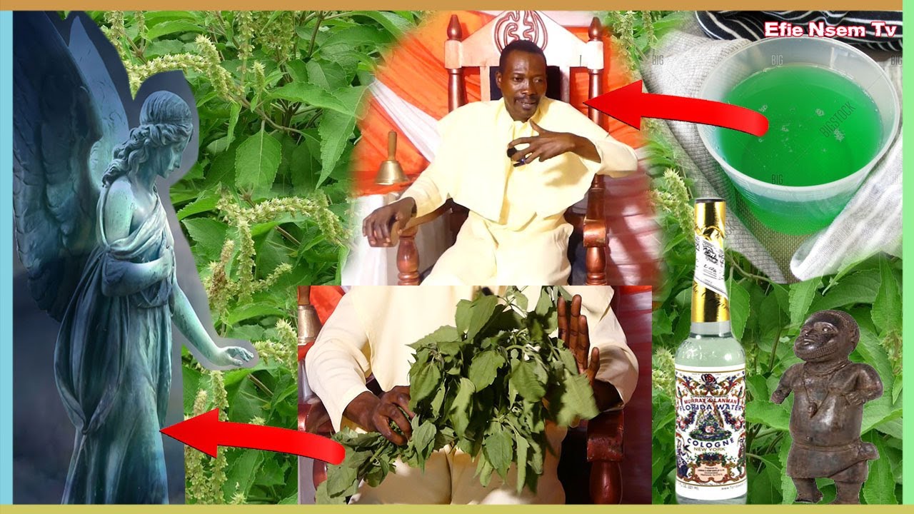 How to use Acheampong leaf to invoke Angels, Dwarfs and other gods | Prophet Lion | efie nsem