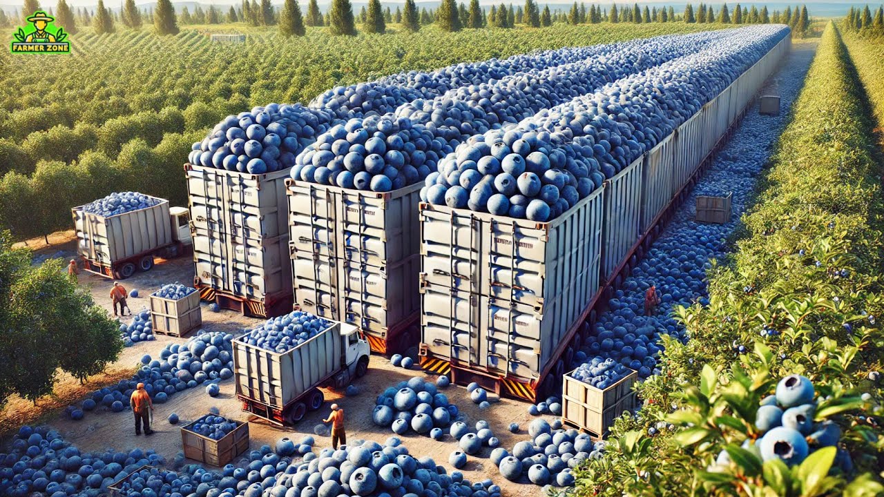 Blueberry Mega Factory: Processing Millions of Blueberries Using Modern Technology