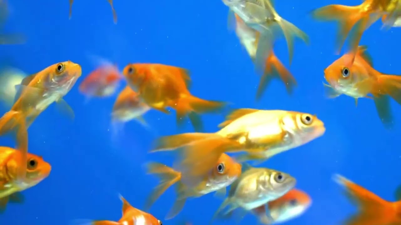 Amazing Aquarium Fish Feeding Frenzy | Relaxing Underwater Views