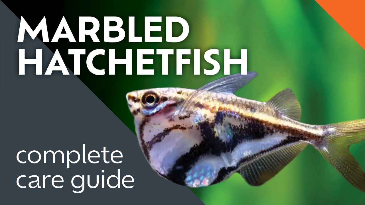 Marbled Hatchetfish: What I Learned