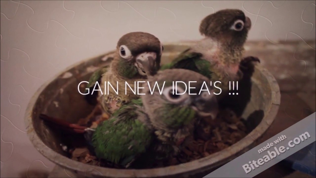 Bird Farm