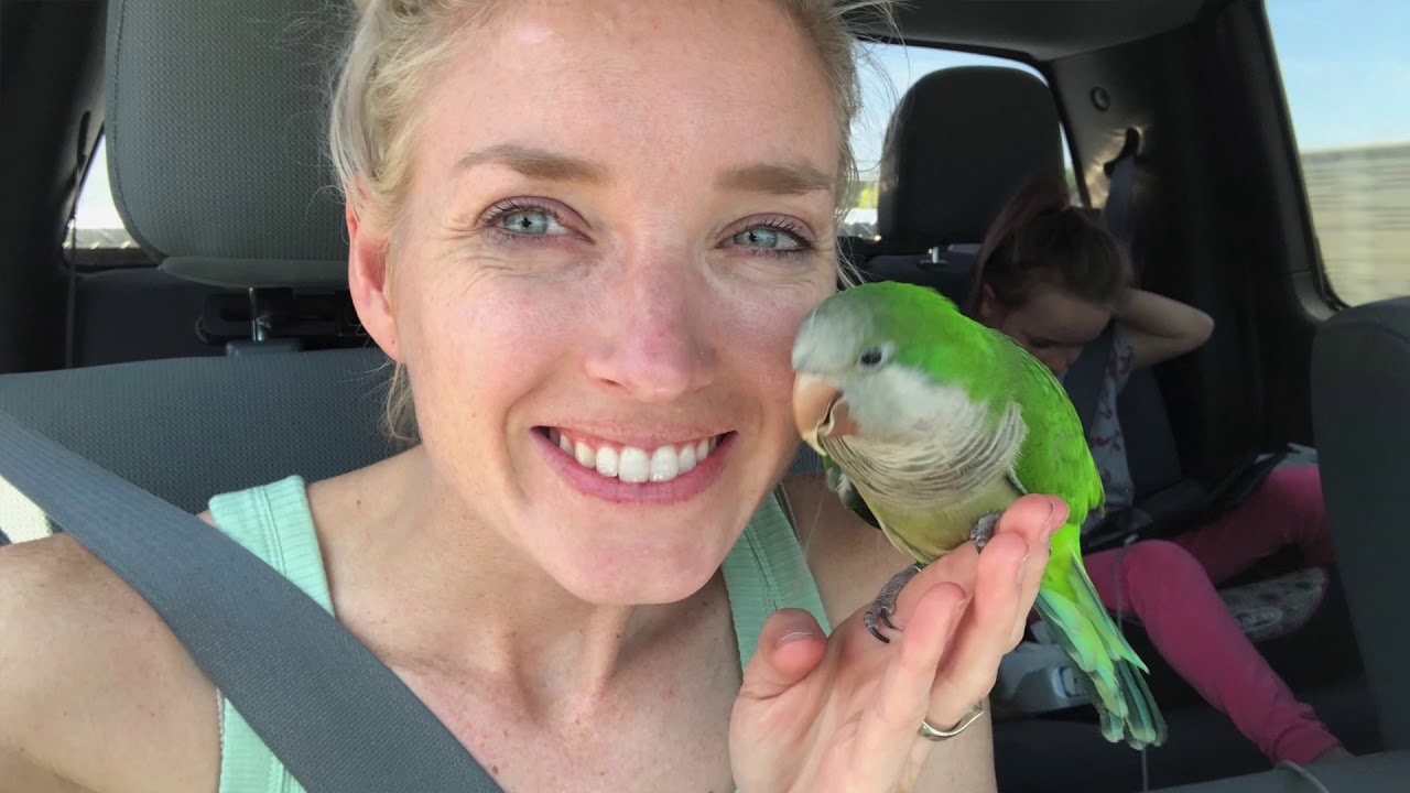 How to Get a Quaker Parrot to Like Everyone!
