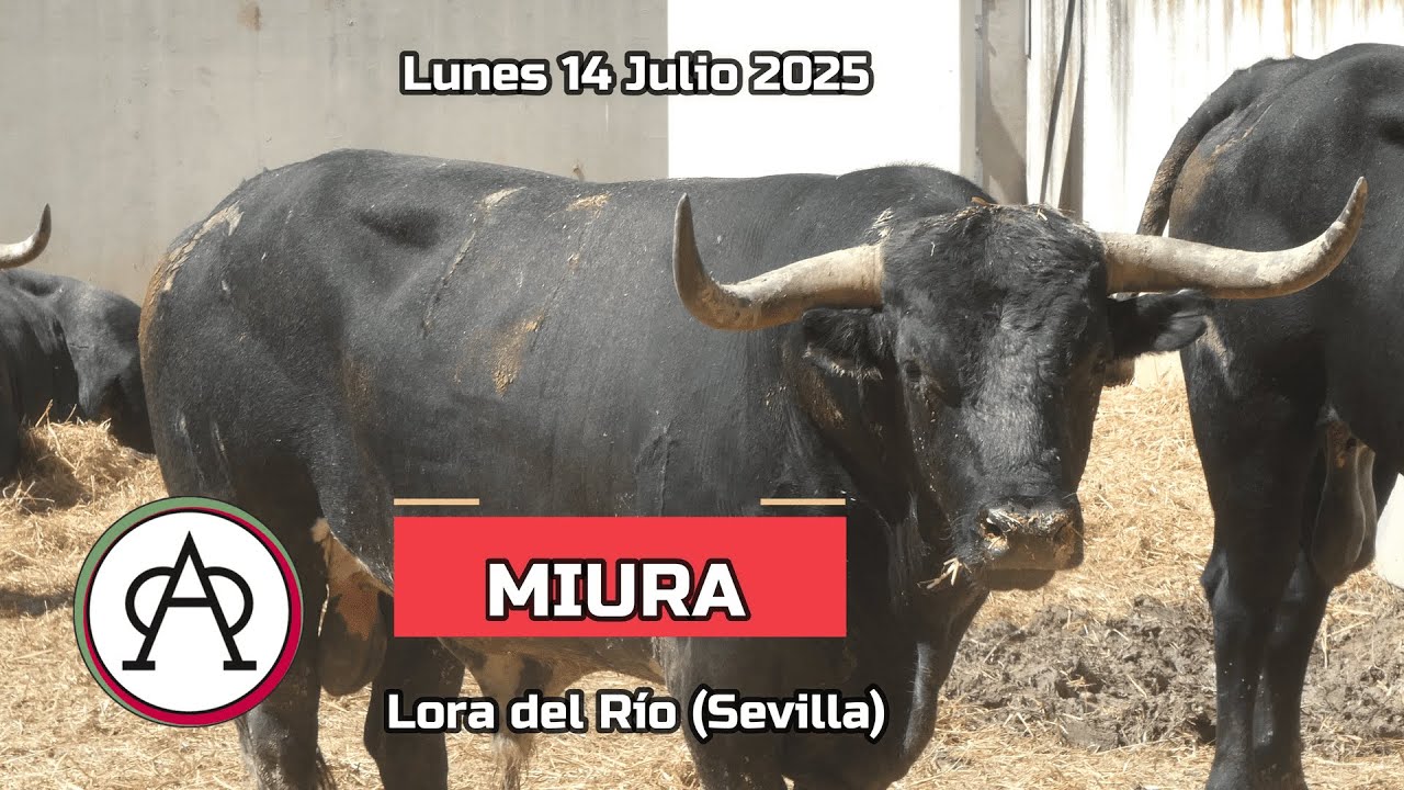 Toros Miura14 julio #sanfermin2025