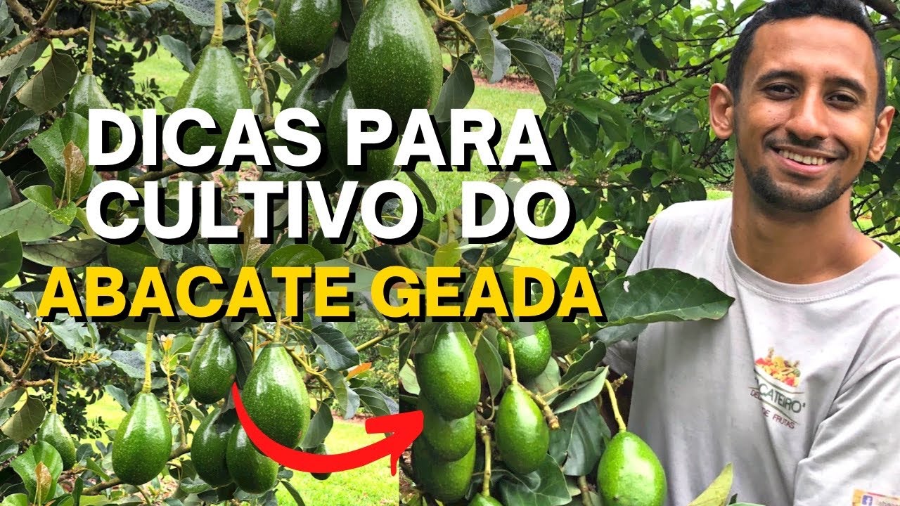 5 DICAS PARA CULTIVO DO ABACATE GEADA | GUIA ABSOLUTAMENTE COMPLETO