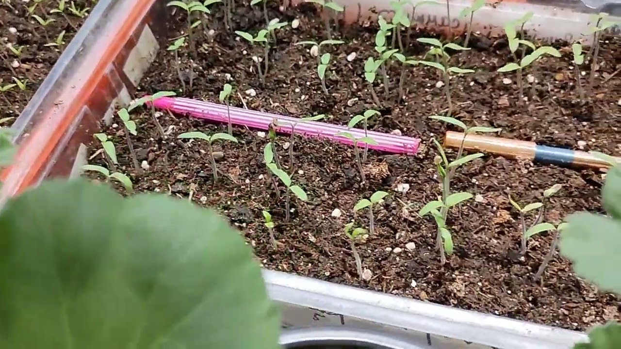 100% всхожесть томатов🍅🍅🍅