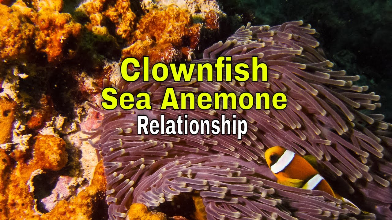 Clownfish Sea Anemone Relationship
