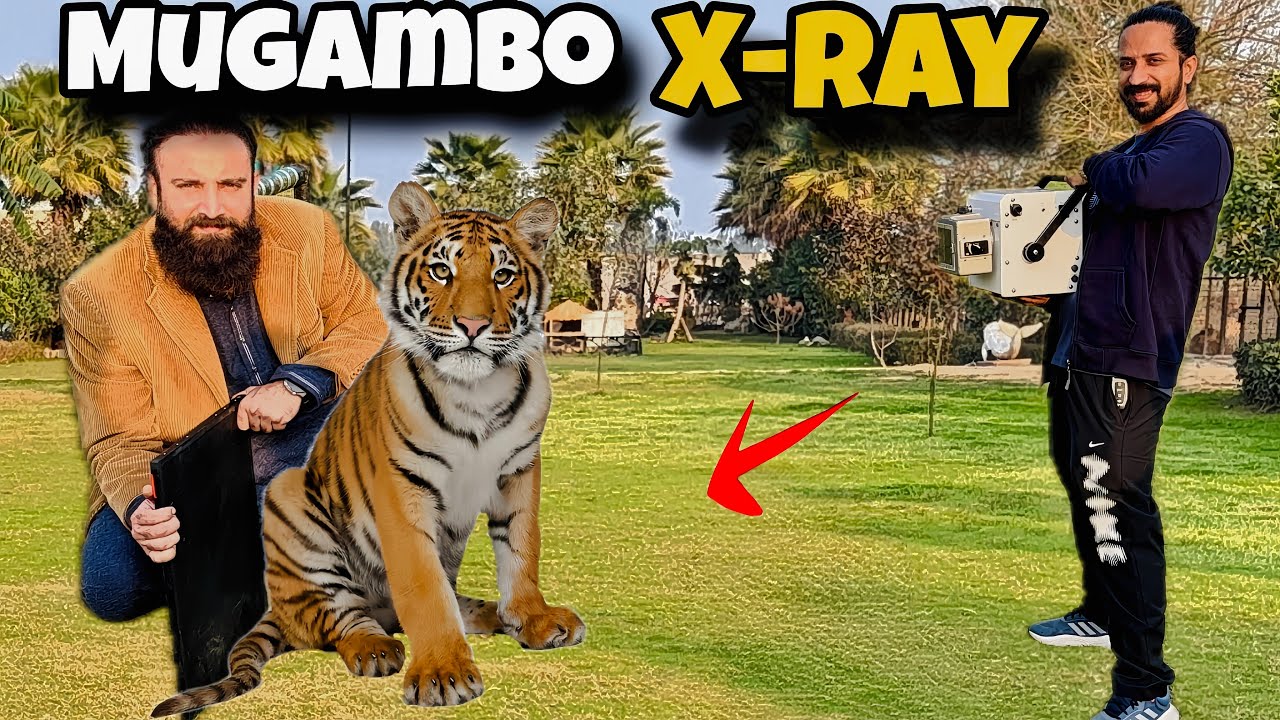 Mogambo Kay X-ray Or Blood Test Karwa diye😲🐯😱