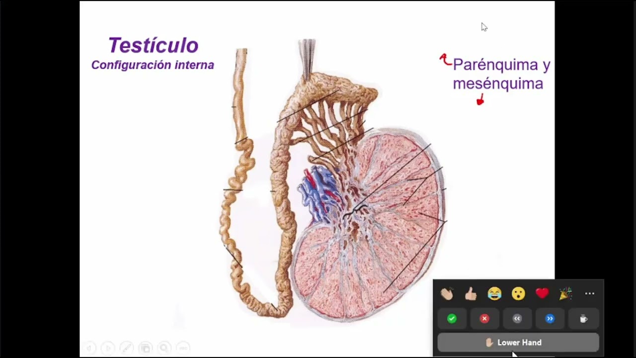 Anatomía del sistema reproductor masculino: Configuración externa del testículo.