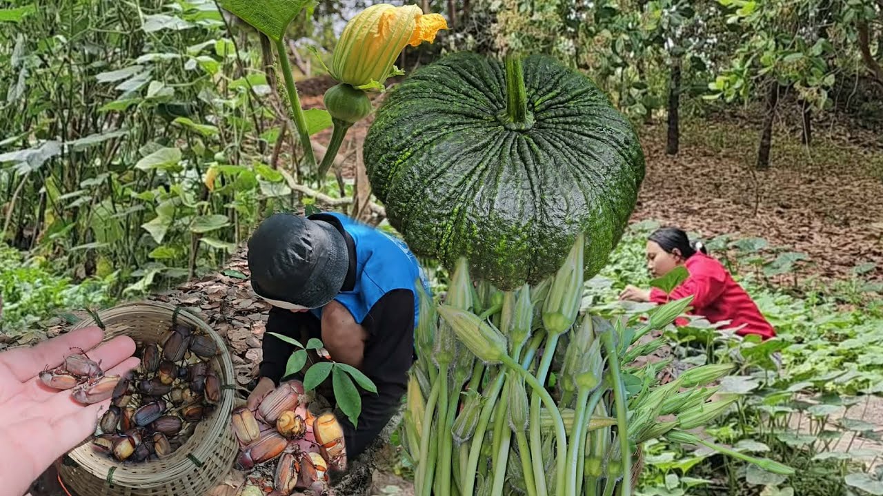 ขุดจีนูนตัวไข่ๆเก็บผักที่ปลูกไว้กินเอง ฝักทองยักษ์ใหญ่จริงๆ 25/2/2569