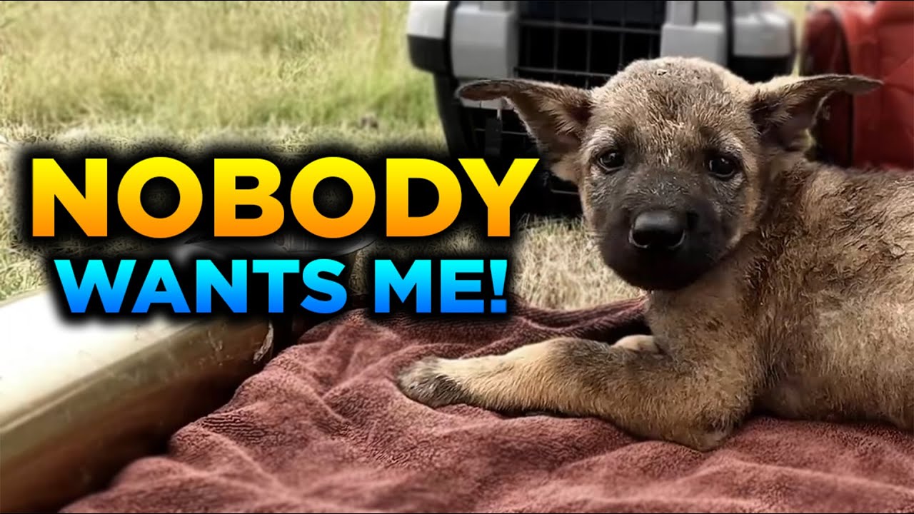 She Found a Lonely Puppy in an Abandoned Market — His Reaction Will Break Your Heart ❤️