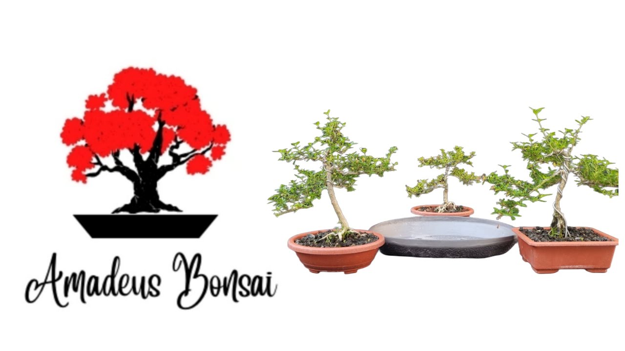 Mi Primer Pre-Bonsai Estilo Bosque - 3 Serissa Foetida y un par de piedras