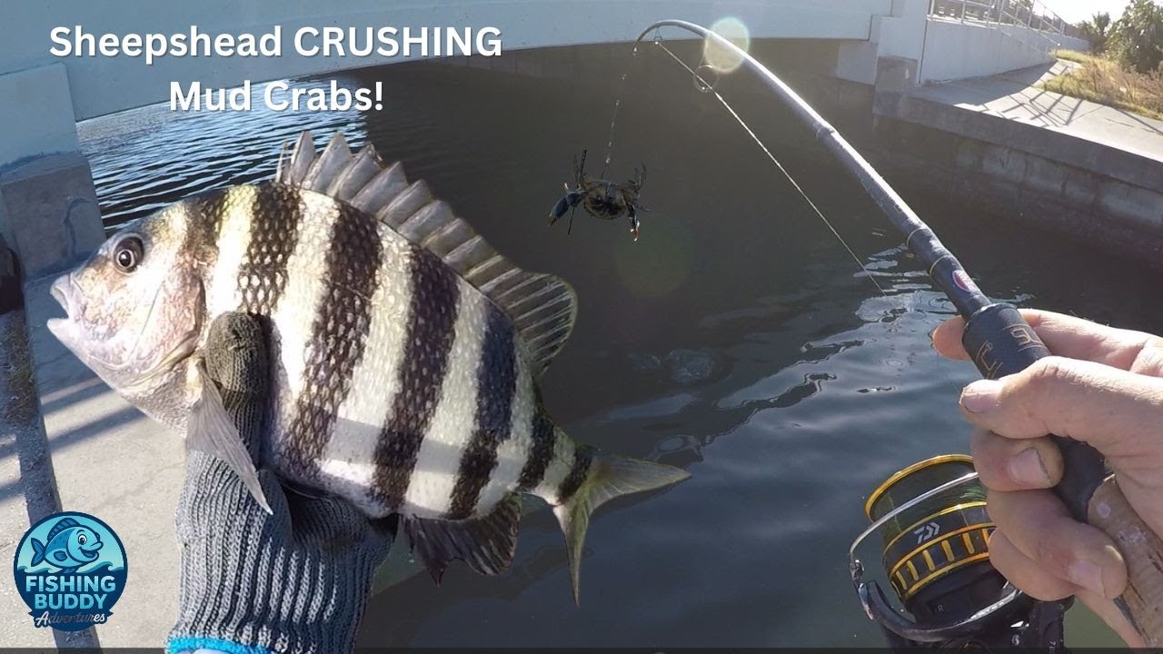 Sheepshead CRUSHING My Mud Crab Bait